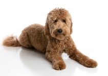 Everything You Need To Know About Goldendoodle Generations