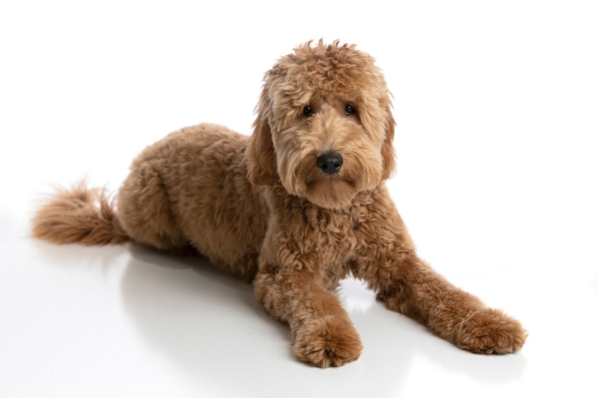 Everything you need to know about Goldendoodle generation