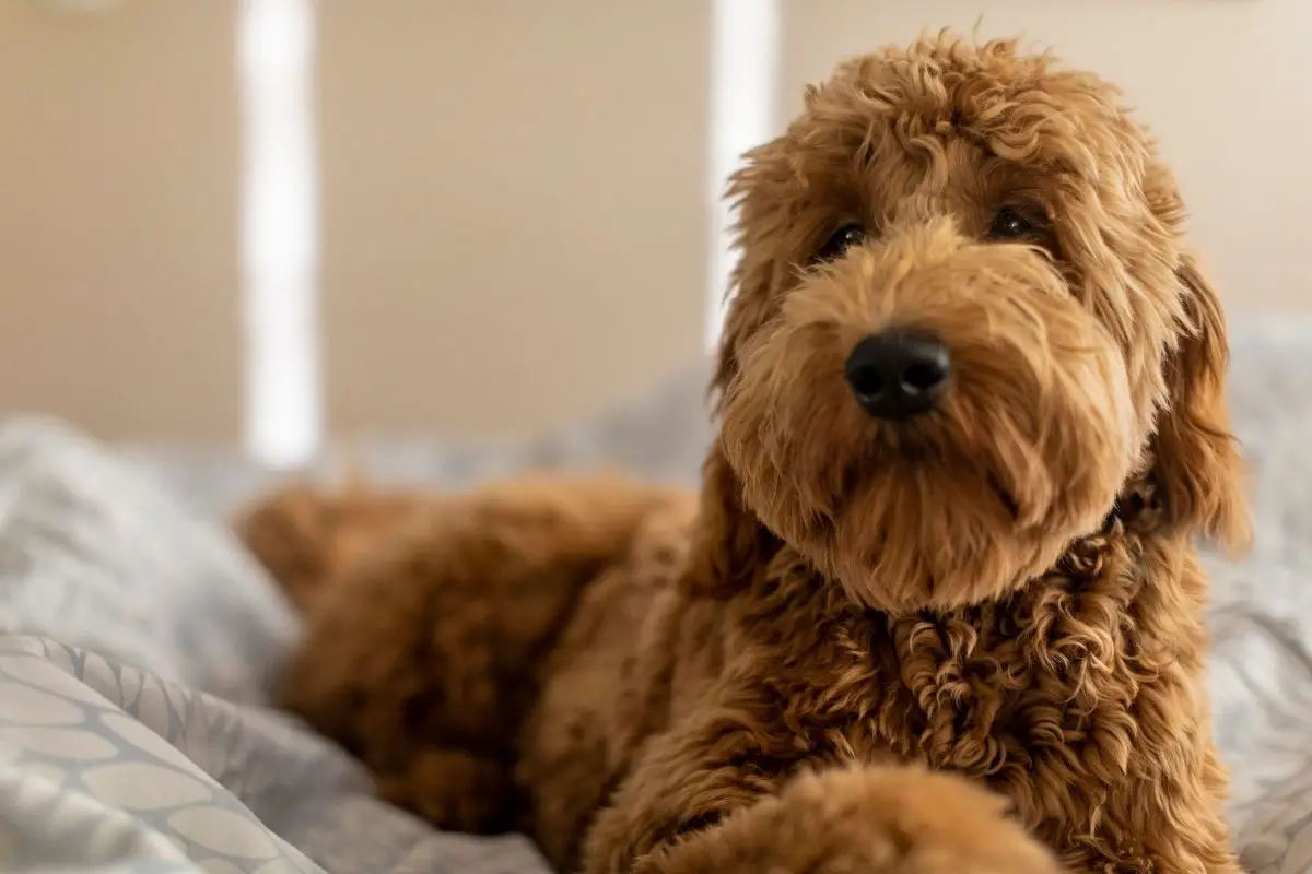 Everything you need to know about Goldendoodle generations