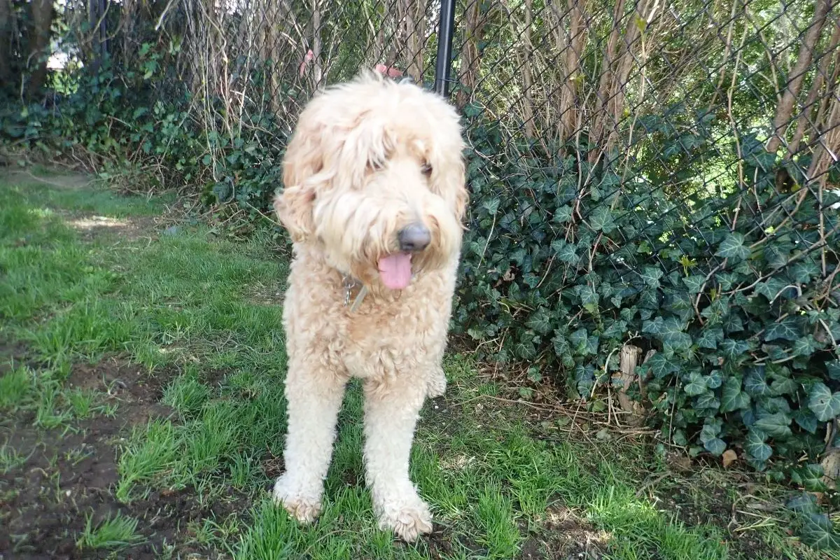 F3 Goldendoodle