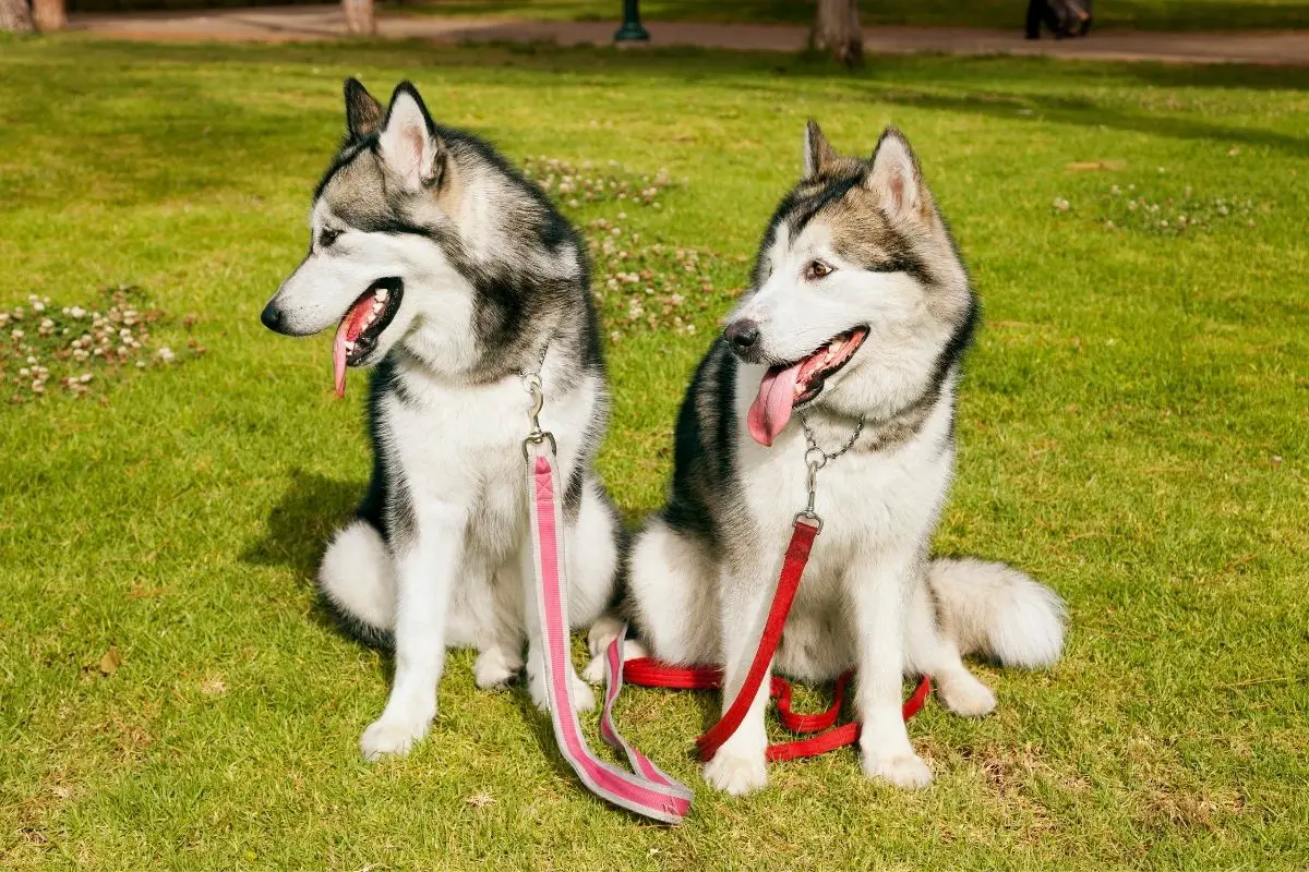 Female Alaskan Malamutes