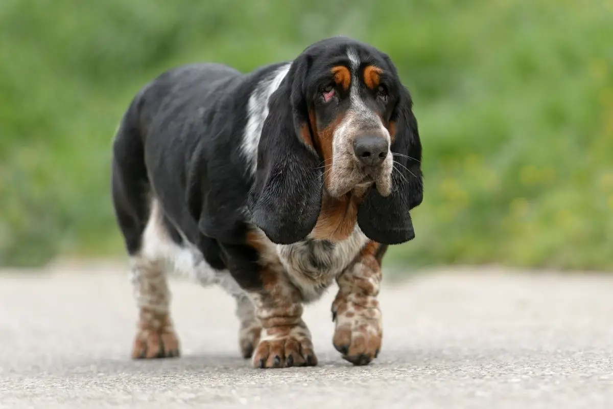 Female Basset Hound