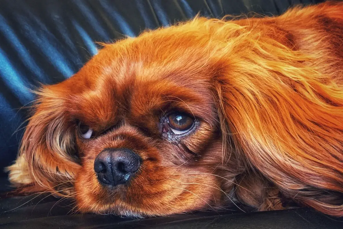 Female Cavalier king