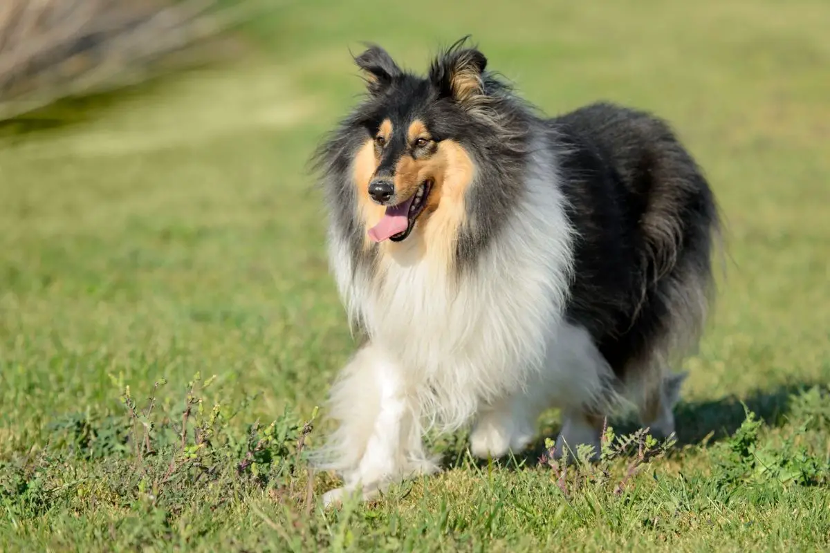 Female Rough Collie