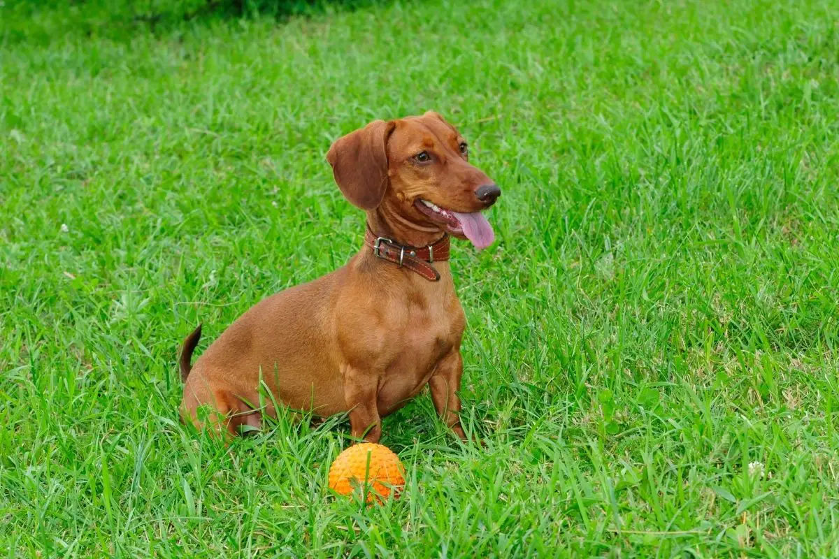 Female Smooth-haired dachshund