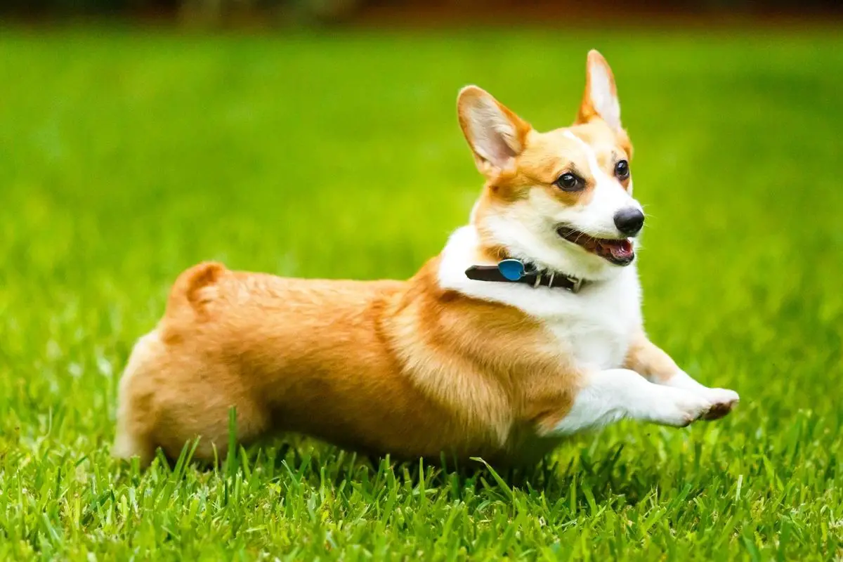 Female Welsh corgi