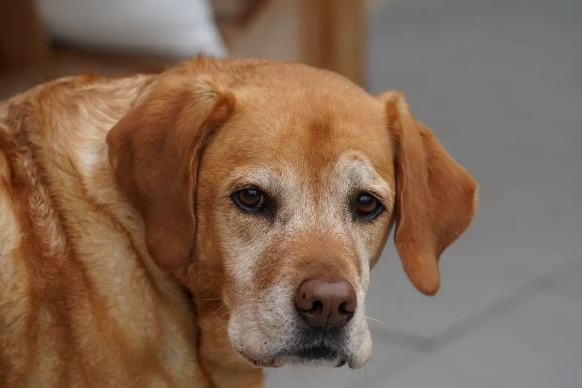 Fox Red Labradors