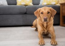 Fox Red Labradors: Pros And Cons Of Owning A Red Lab