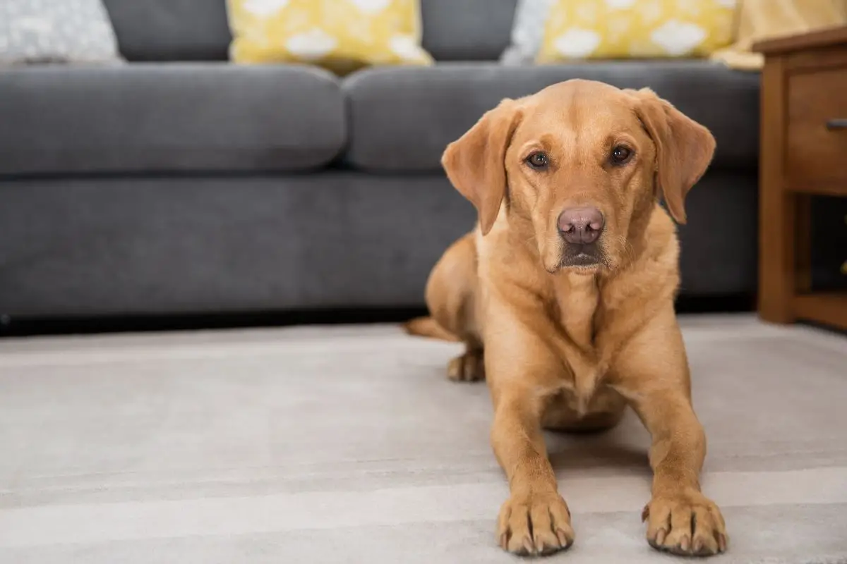 Fox Red Labradors Pros And Cons Of Owning A Red Lab
