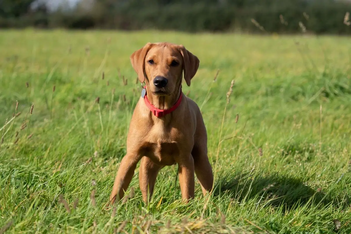 Fox Red Labradors