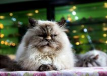 Garfield Cat Breed: The Persian Tabby