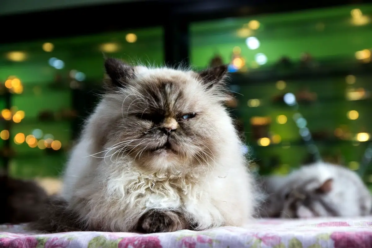 Garfield Cat Breed - The Persian Tabby