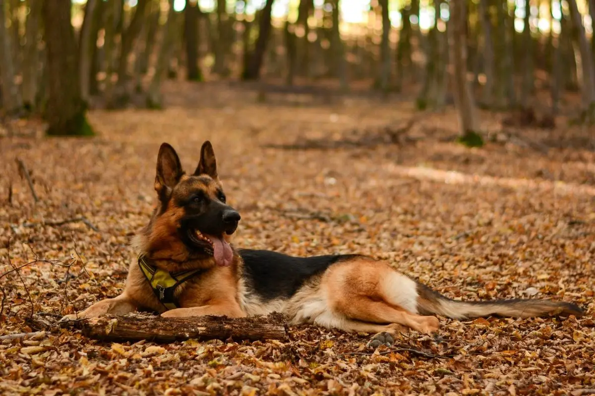 German Shepherd King Shepherd