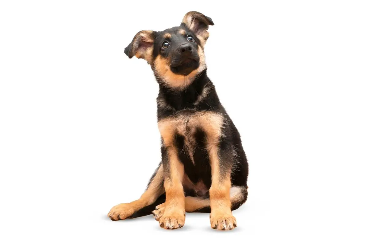 German Shepherd Puppy Ear Stages