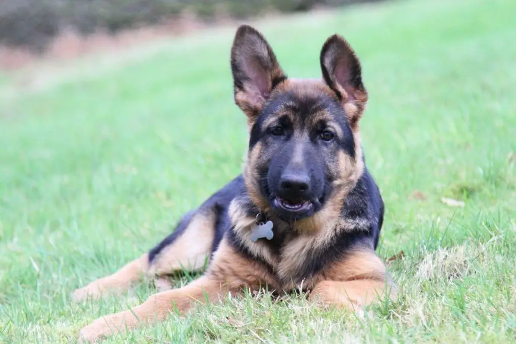 German Shepherd Puppy Ear Stages (Ultimate Guide) AnimalFate