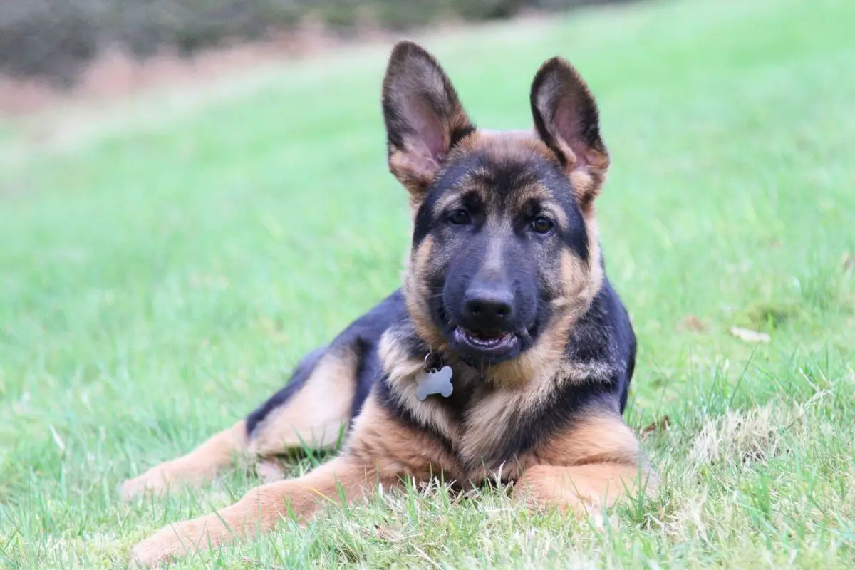 German Shepherd Puppy Ear Stages