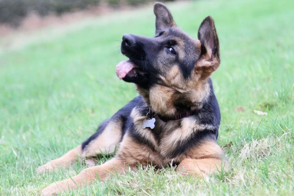 German Shepherd Puppy Ear Stages