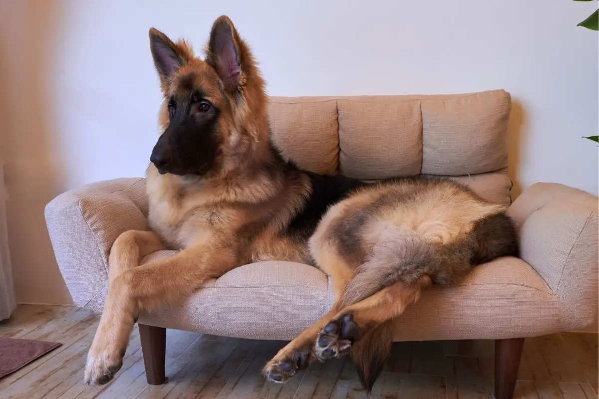 German Shepherd Vs. King Shepherd: What’s The Difference?