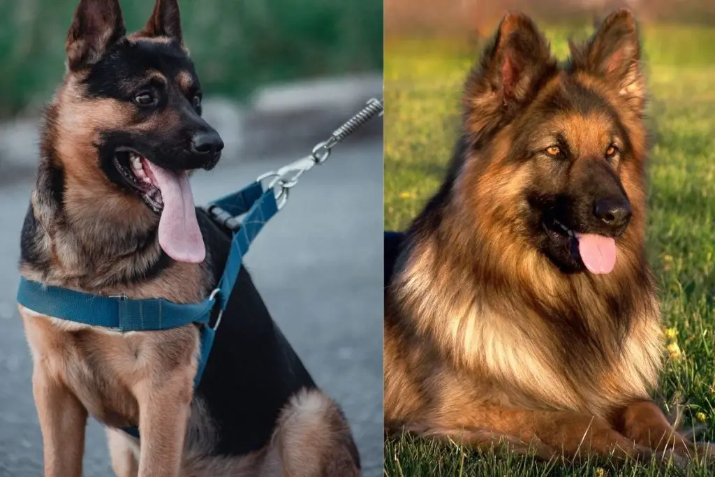 German Shepherd Vs. King Shepherd What’s The Difference? AnimalFate