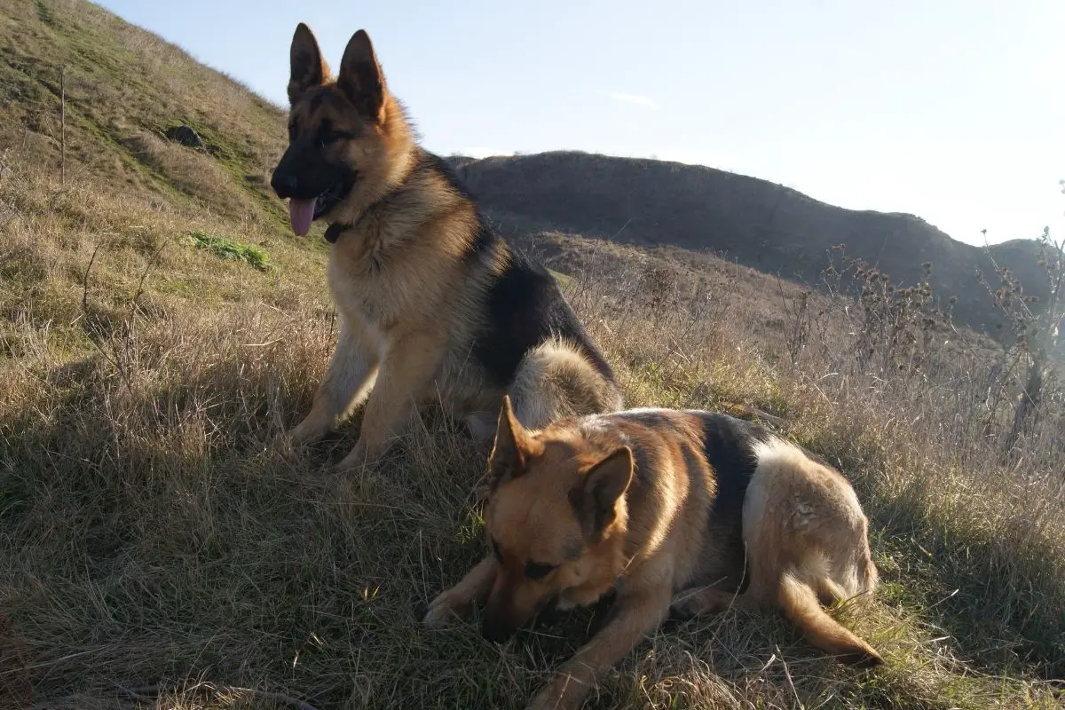 German Shepherd Vs. King Shepherd: What’s The Difference?