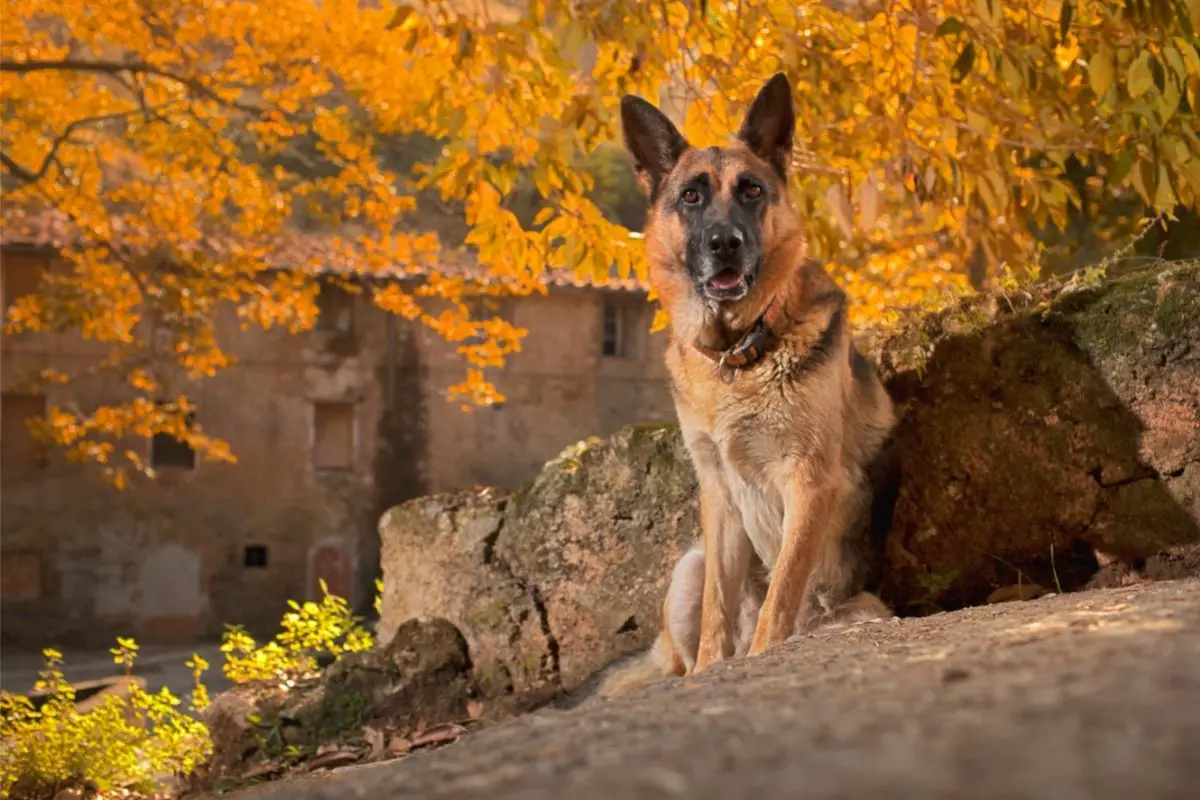 German Shepherds