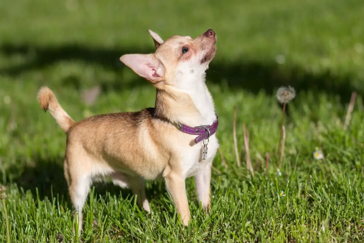 Great Dane Chihuahua Mix: The Realities of Breeding a Chi-Dane-Dane
