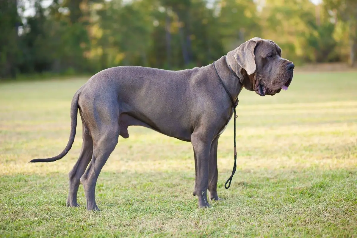 Great Dane