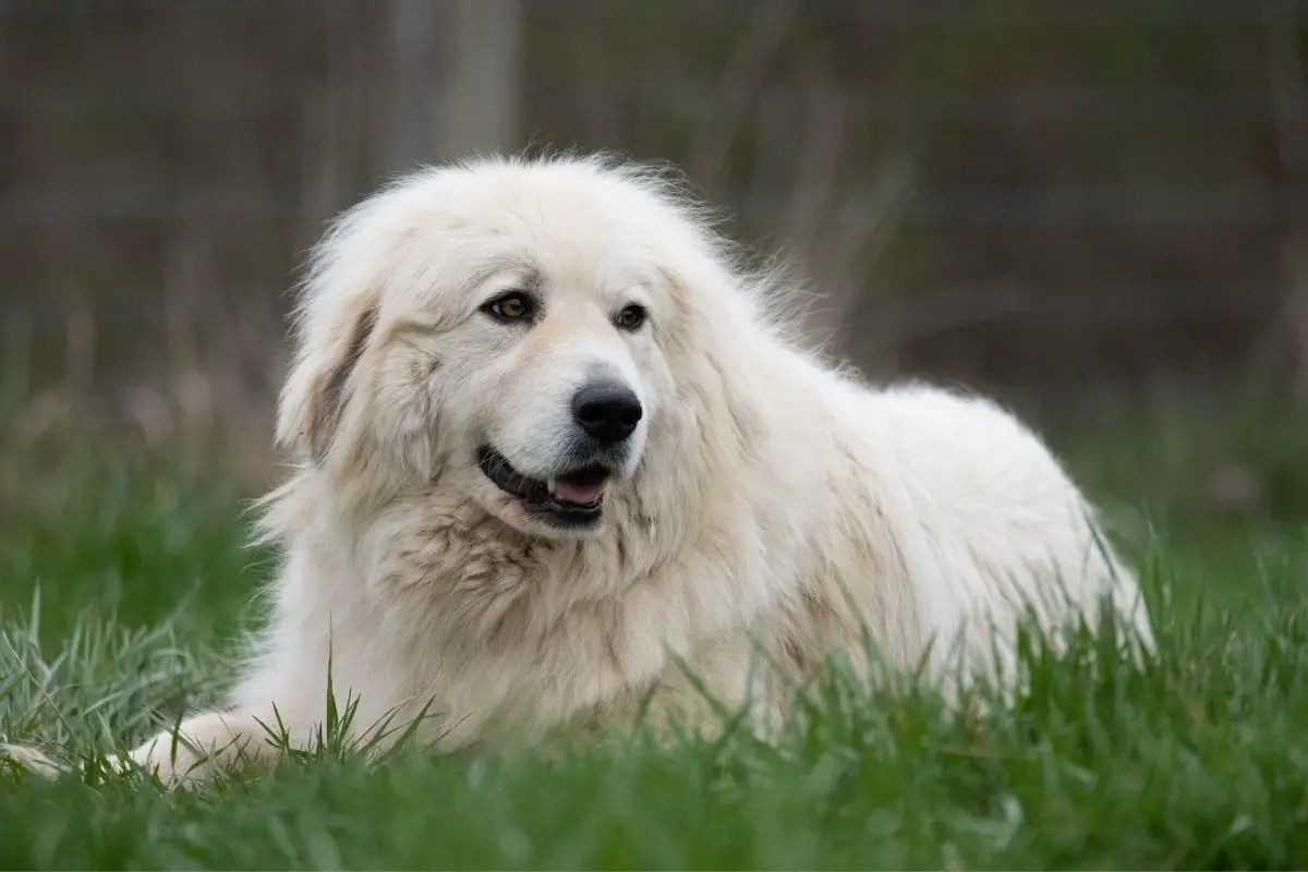 Great Pyrenees