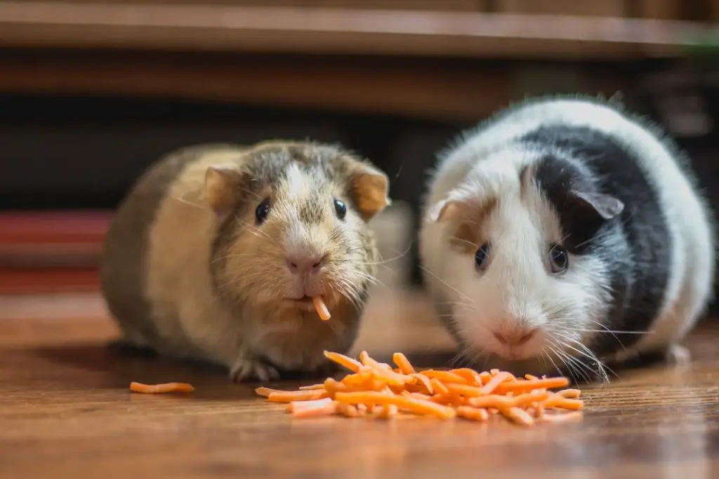 Hamsters vs Guinea Pigs