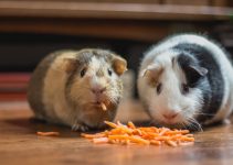 Hamsters vs Guinea Pigs: Which Ones Are the Best Pets for Children?