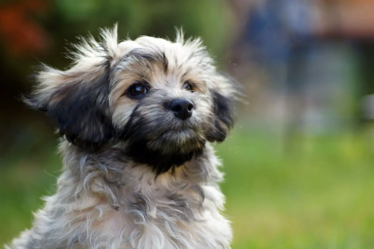 Havanese dog