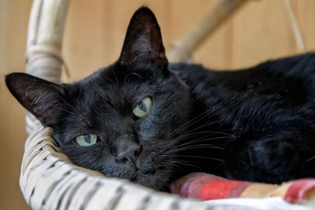 Here Are 5 Amazing And Wonderful NonShedding Cats AnimalFate