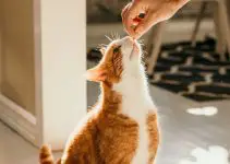 10 Top Home Remedies For Worms In Cats (Best Guide)