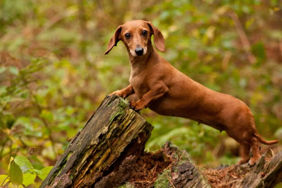 How Big Does A Miniature Dachshund Get