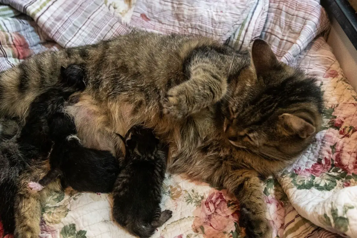 How Do You Know If Your Cat Still Has Kittens Inside - Will Any Kitten Die