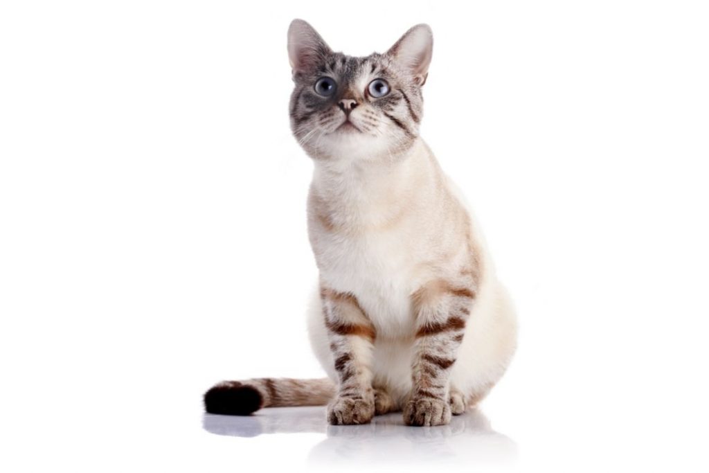 How Long Can Cats Hold Their Pee? AnimalFate