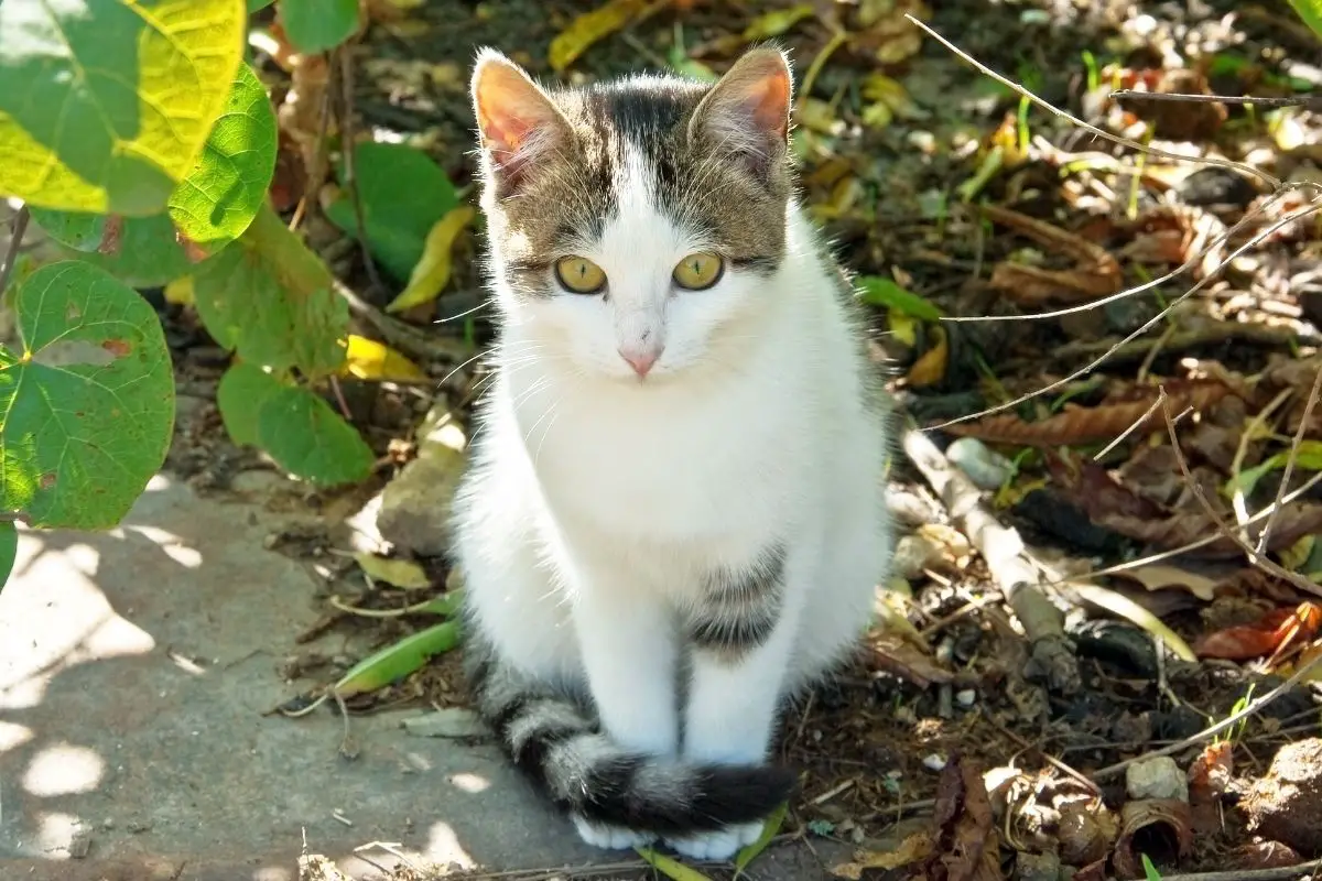 How Long Can Cats Hold Their Pee