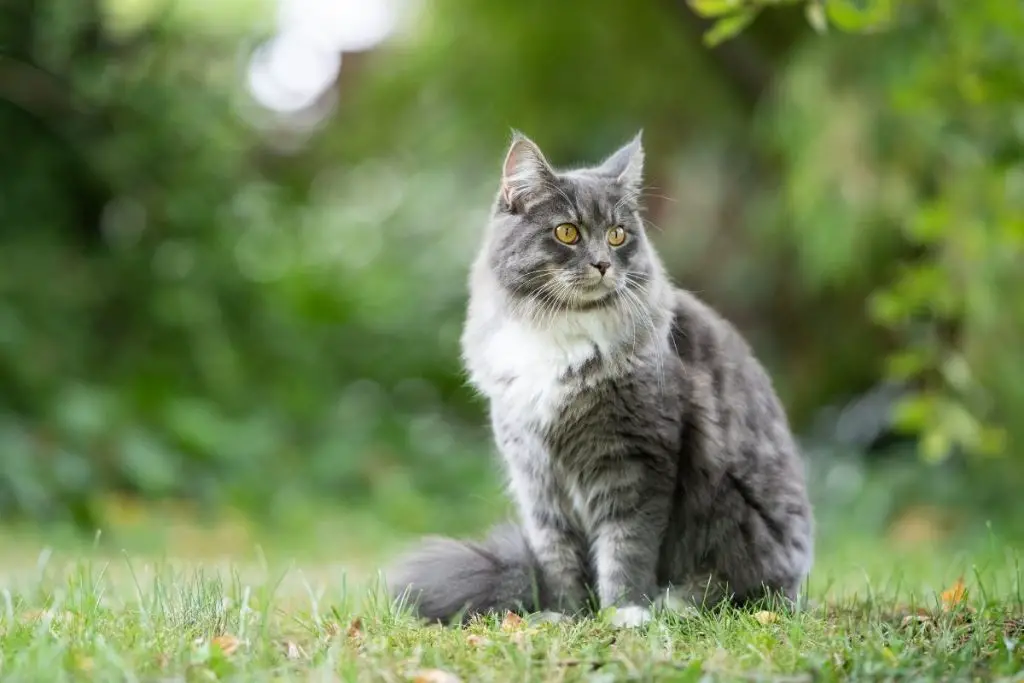 How Long Can Cats Hold Their Pee? AnimalFate