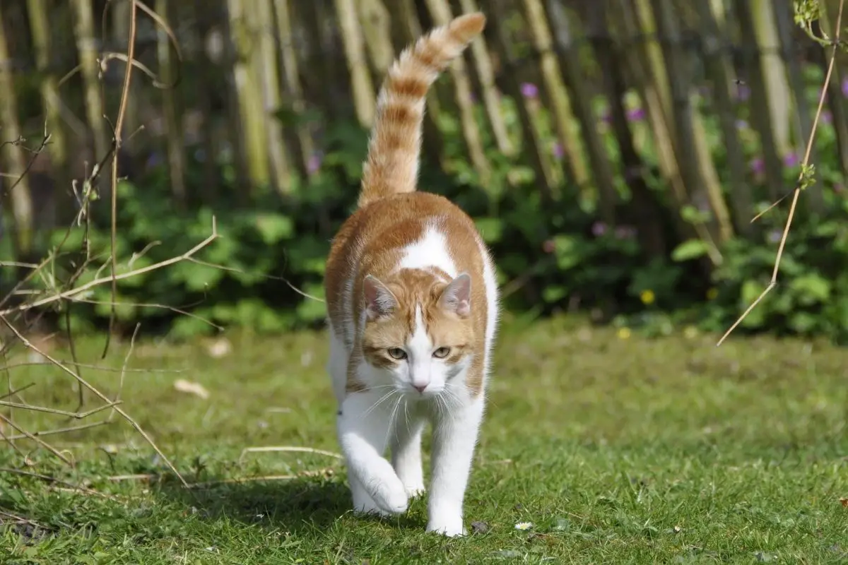 How Long Can Cats Hold Their Pee