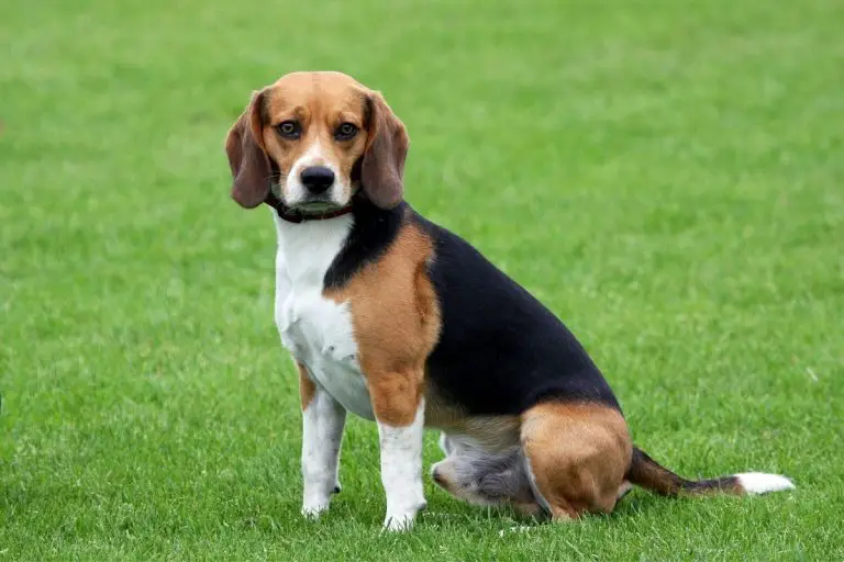 How Long Do Beagles Live