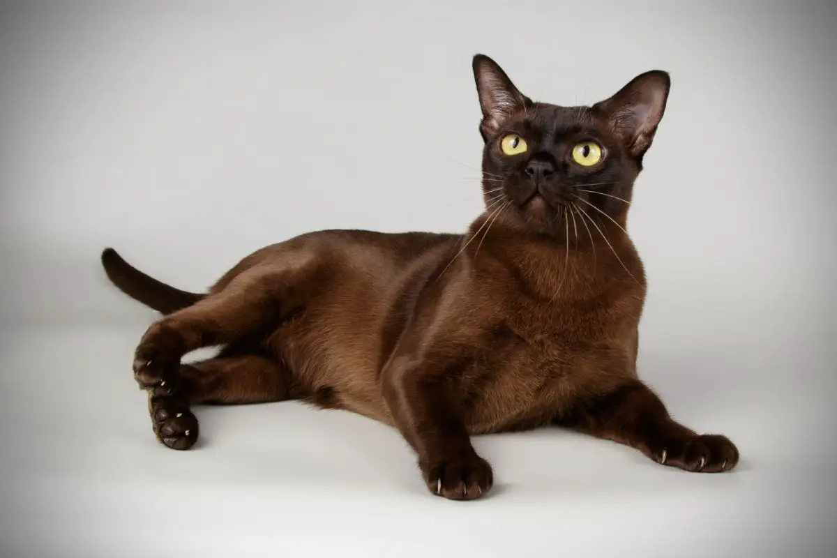 How Long Do Burmese Cats Live For?