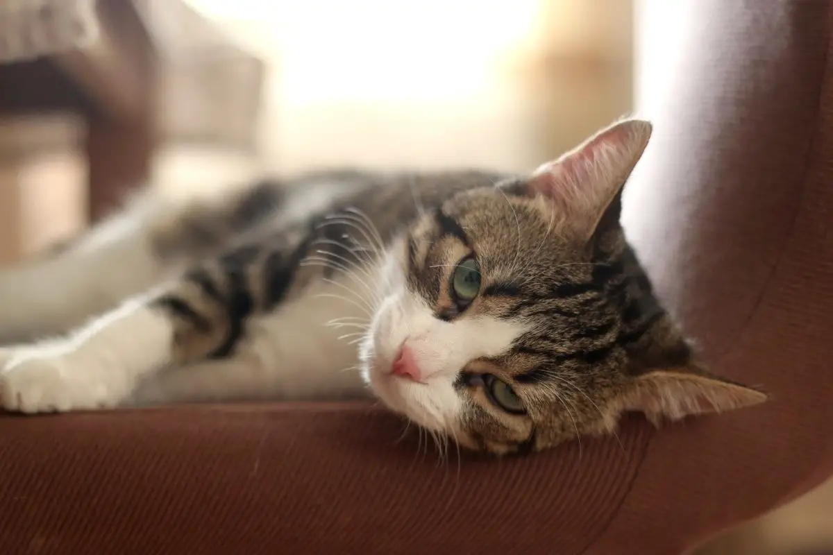 How Long Do Indoor Cats Live