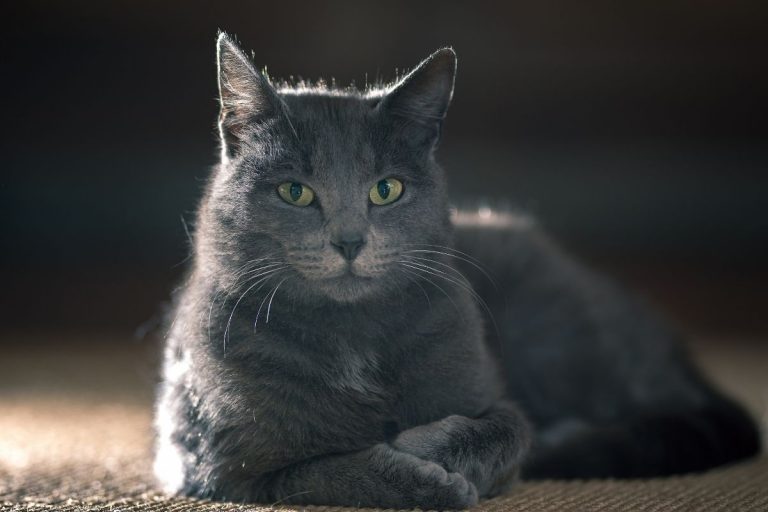 How Long Do Indoor Cats Live?(1 Best Guide!!) AnimalFate