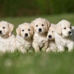 How Many Litters Can a Dog Legally Have? The Important Ethics of Breeding