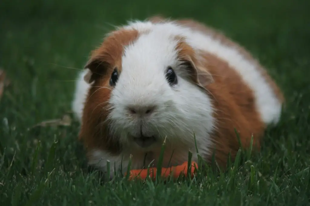 How Many Nipples Do Guinea Pigs Have? ( Quick Answers) - AnimalFate