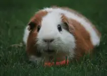 How Many Nipples Do Guinea Pigs Have? ( Quick Answers)
