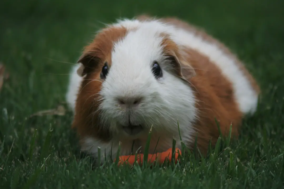 How Many Nipples Do Guinea Pigs Have