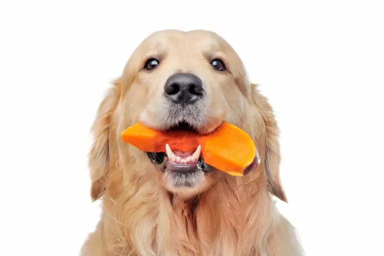 How Much Pumpkin Should You Give Your Dog for Constipation