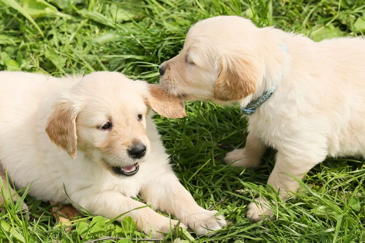 How To Train Your Puppy Not To BIte You