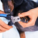 How to Find the Quick on Black Dog Nails